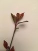 plant 3.jpg plant 3.jpg