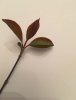 plant 4.jpg plant 4.jpg