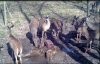 deer.jpg deer.jpg