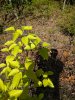 IMG_20200419_094540.jpg