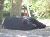 BIG V bear vids 061.JPG