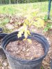 100_0493.JPG