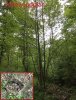 poplar2.jpg