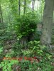 Beech.jpg