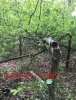 Hackberry.jpg