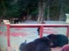 bears and apples 004.jpg
