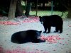 bears and apples 001.jpg