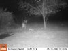 05100359 - first fawn.JPG