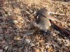 Johnny Thanksgiving buck on site.jpg Johnny Thanksgiving buck on site.jpg