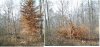 beech hinging.jpg