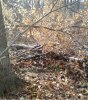 beech bed 2.jpg