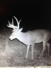 Iowa buck-Crazy.jpg