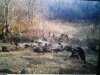 Turkeys Iowa.jpg