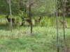 apple tree planting & spring turkeys 08 039.jpg