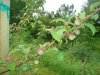 apple tree planting & spring turkeys 08 049.jpg