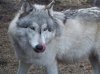 Wolf-Dog-Hybrid.jpg