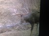Buck I shot-14.jpg