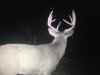 Iowa buck (missing brow tine).jpg