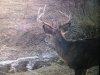 A buck in Iowa.jpg