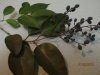 IMG_0850.jpeg