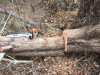 12514 Cedar cut.jpg
