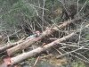 12515 cedar posts.jpg