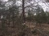 12515 dead standing cedar.jpg