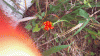 plant id 1.gif