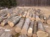 trees2.jpg