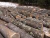 trees3.jpg