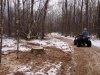 trees4.jpg