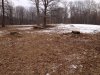 trees5.jpg