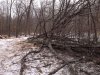 trees6.jpg