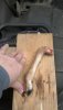 fawn leg.jpg