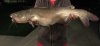 15.7 channel catfish.jpg