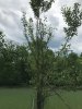 Pear 1 damage.jpg
