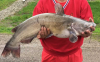 Fish 2019 (2).png