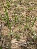 switchgrass.jpeg