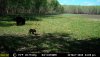 High res bear  & cubs.jpeg