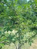 IMG_20200620_123443434.jpg