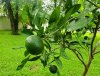 IMG_20200628_122551.jpg