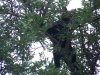 lil girl cub video's 013.JPG