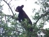 lil girl cub video's 020.JPG
