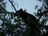 lil girl cub video's 021.JPG