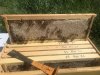 honey frame.jpg