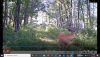 Bullwinkle III 290200721.png