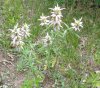 DSC01493 zoom.jpg
