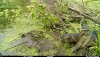 turtle.jpg