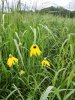 Grey Headed Cownflower.jpg