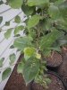 2017 07-31 Franklin shows resistance to cedar rust.JPG
